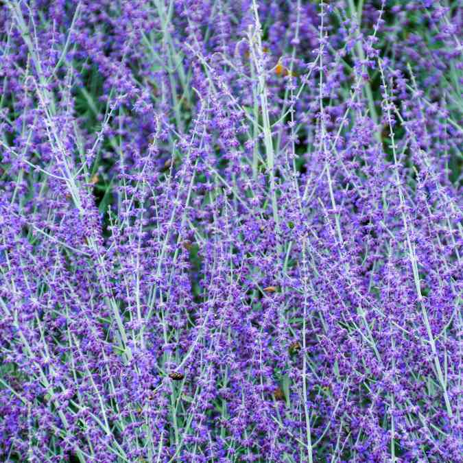 Dense clusters of tall, thin stems covered in small purple flowers, creating a lush, vibrant display; the foliage is mostly hidden by the abundant blossoms. A wonderful perennial for sunny gardens.
