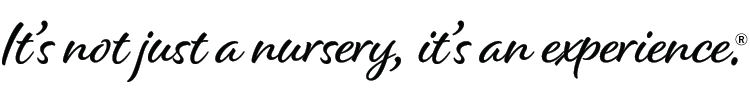 Handwritten-style text reads: Its not just a nursery, its an experience. The phrase is followed by a registered trademark symbol.