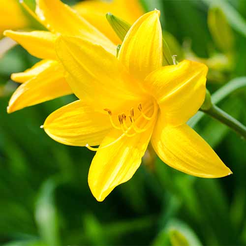 Bright yellow daylily flower in full bloom, with green leaves and blurred foliage in the background, captured in natural sunlight.