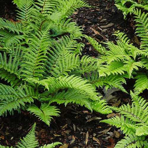 Bright green fern plants with feathery fronds growing close together, set against a background of dark soil and leaf litter.