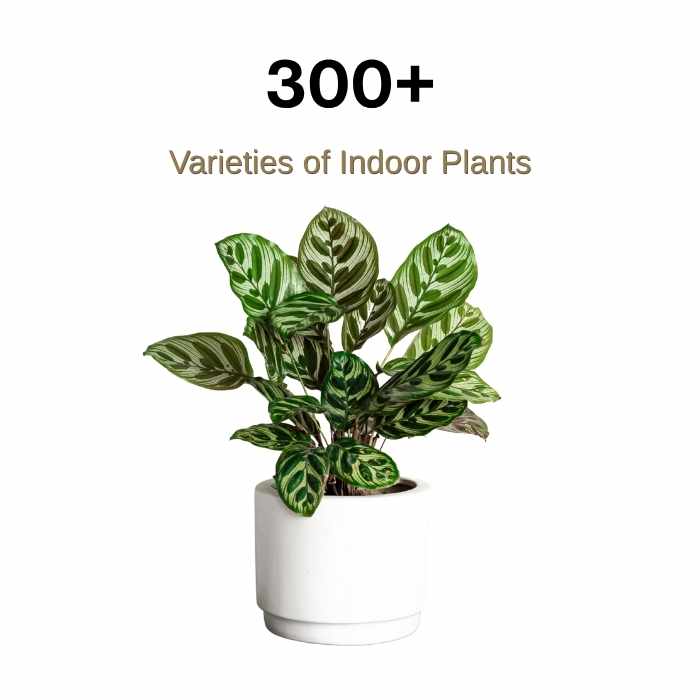 A green leafy indoor plant in a white pot, with the text 300+ Varieties of Indoor Plants above it on a white background.