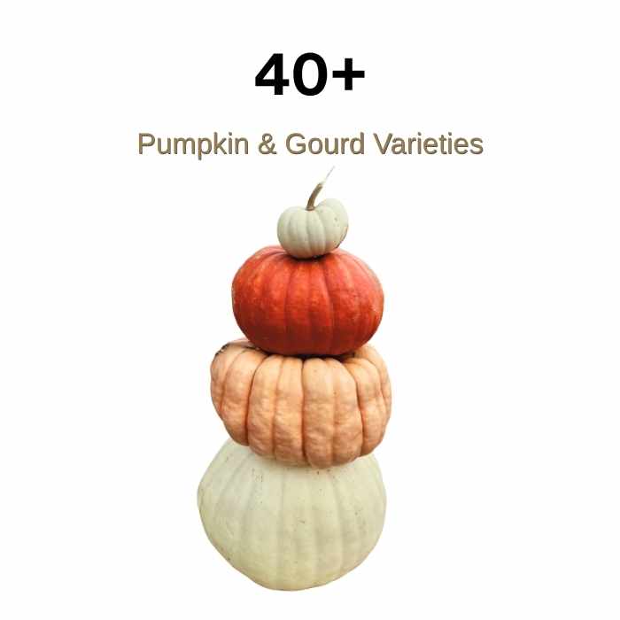 A stack of three different pumpkins and gourds—white on the bottom, orange in the middle, and small gray-green on top—with the text “40+ Pumpkin & Gourd Varieties” above them.