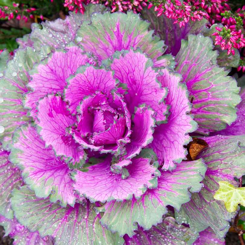 Close-up of a vibrant ornamental cabbage with ruffled green leaves edged in purple and pink, covered in water droplets.