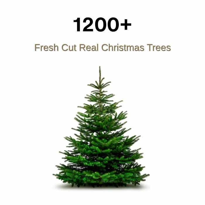 A green Christmas tree with the text 1200+ above it and Fresh Cut Real Christmas Trees written below the number.