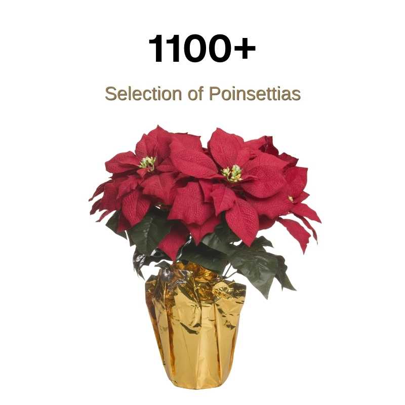 Red poinsettia plant with green leaves in a gold foil-wrapped pot. Text above reads 1100+ Selection of Poinsettias on a white background.