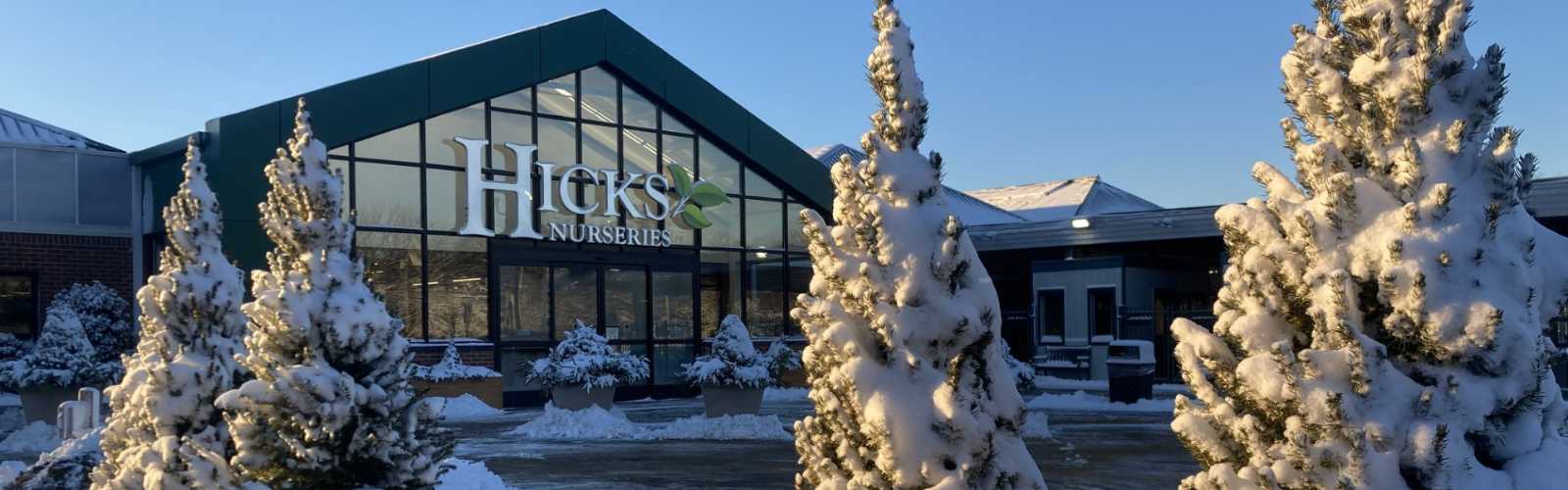 Snow-covered evergreen trees stand in front of the large glass entrance to Hicks Nurseries, with clear skies and sunlight illuminating the winter scene.