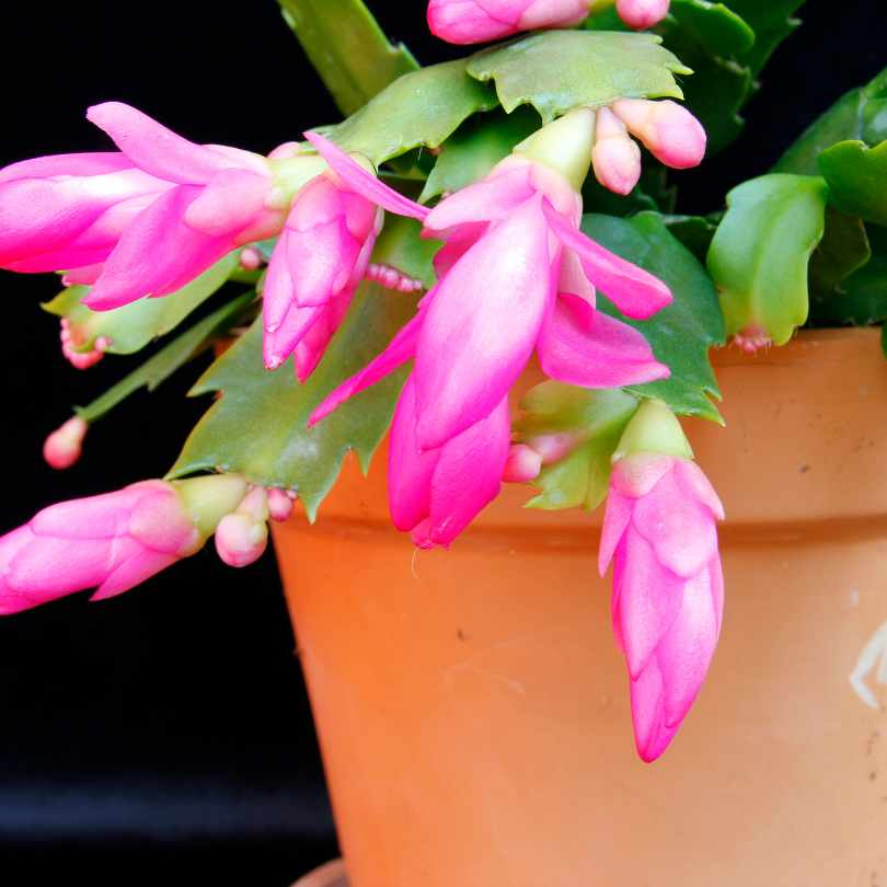 A potted Christmas cactus with several bright pink flower buds blooming, surrounded by flat, green segmented leaves, set against a dark background.