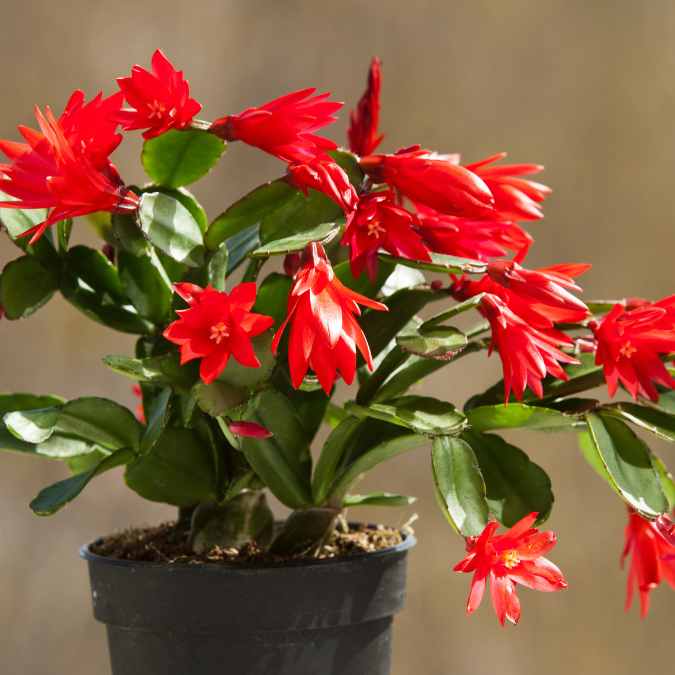 A potted Easter cactus with glossy green leaves and vibrant red, star-shaped flowers, set against a blurred neutral background.