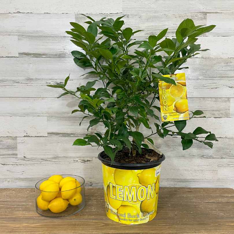 A potted lemon plant with green leaves sits on a table. The pot is decorated with images of lemons and the word “LEMON.” Next to it is a clear bowl containing several fresh lemons.