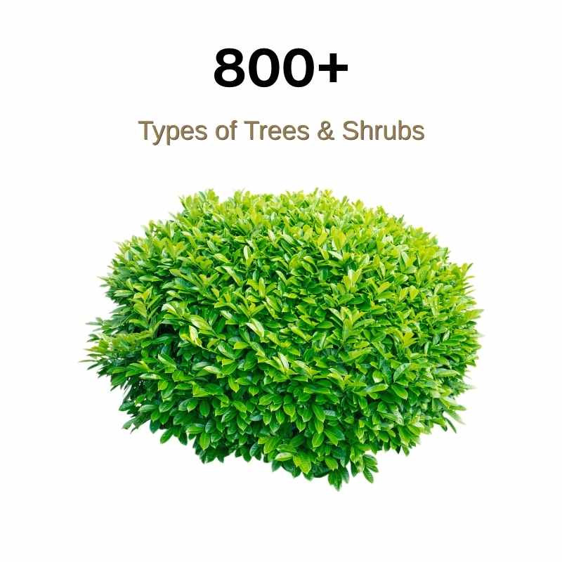 A green leafy shrub with the text 800+ Types of Trees & Shrubs above it on a white background.
