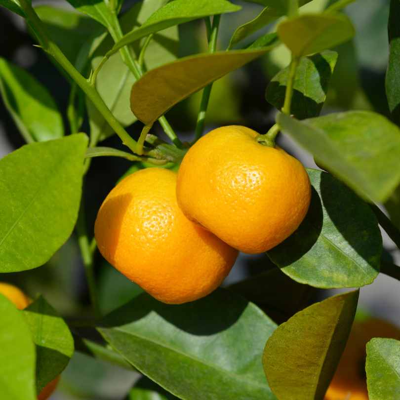 Two ripe, orange tangerines hanging from a tree branch surrounded by green leaves in bright sunlight.