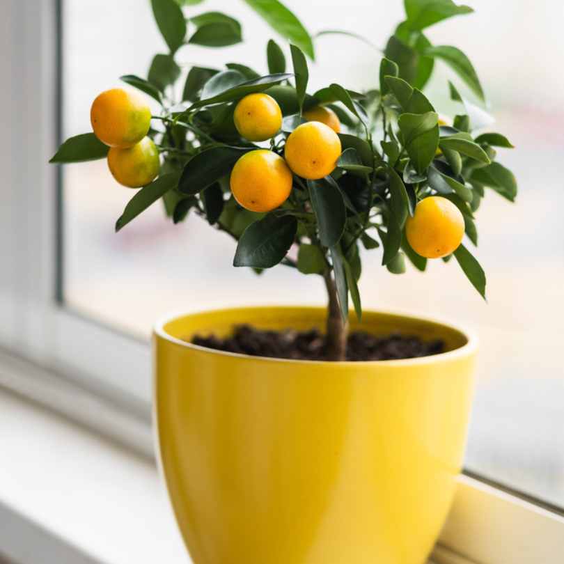 A small citrus tree with green leaves and round orange fruits grows in a yellow pot, placed on a windowsill with natural light coming through the window.