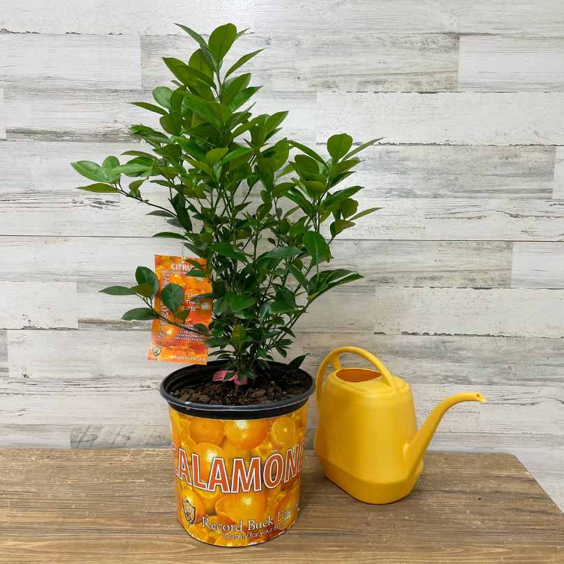 A potted calamondin orange plant with green leaves sits next to a yellow watering can on a wooden surface, against a white wooden plank background.