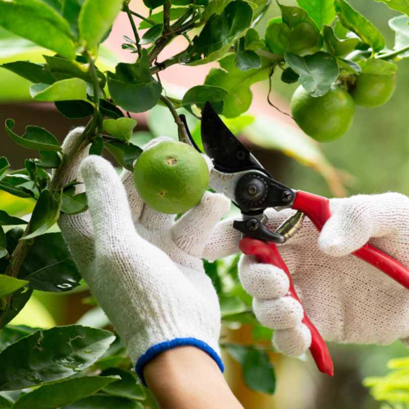 A person wearing white gloves uses red-handled pruning shears to cut a green lime from a leafy tree branch.