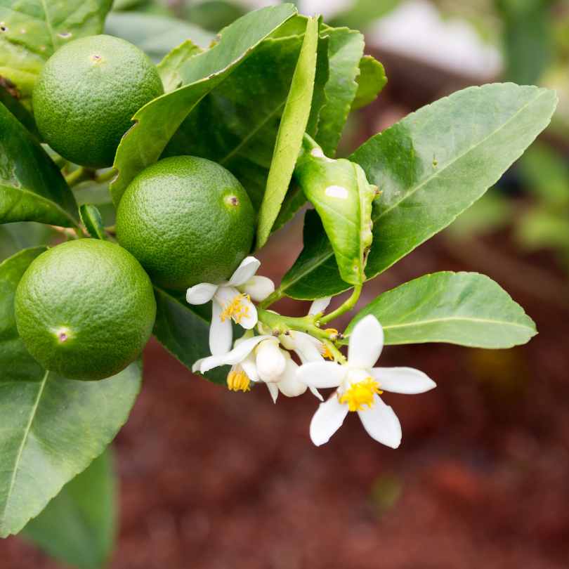 Close-up of a lime tree branch with three green limes and several white flowers with yellow centers, surrounded by glossy green leaves.