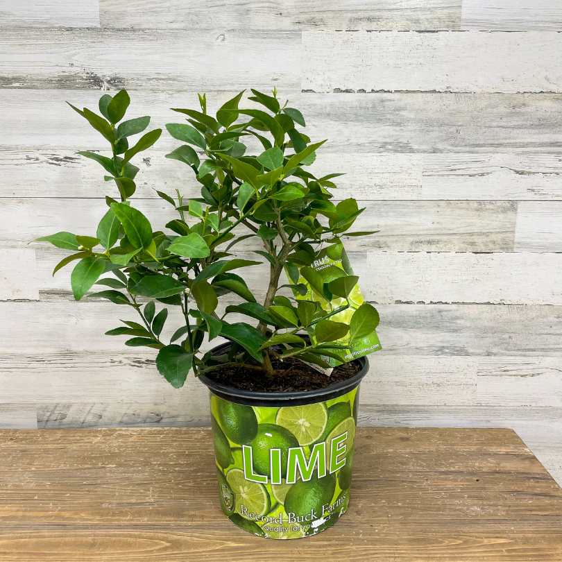 A small lime tree with glossy green leaves is growing in a black pot decorated with images of limes and the word LIME. The pot sits on a wooden surface against a light wood-paneled background.
