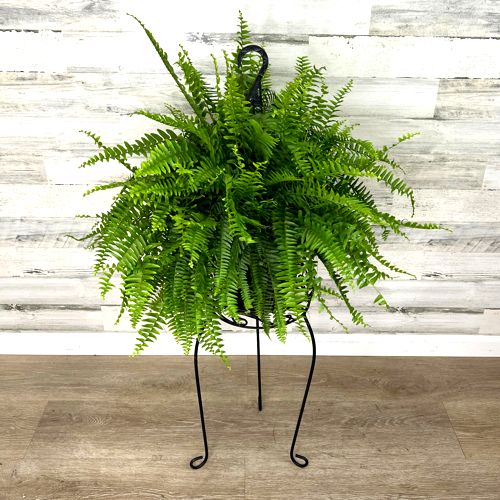 Boston Fern_500_75kb A lush green Boston fern sits in a black metal stand against a whitewashed wooden wall and light wood floor.