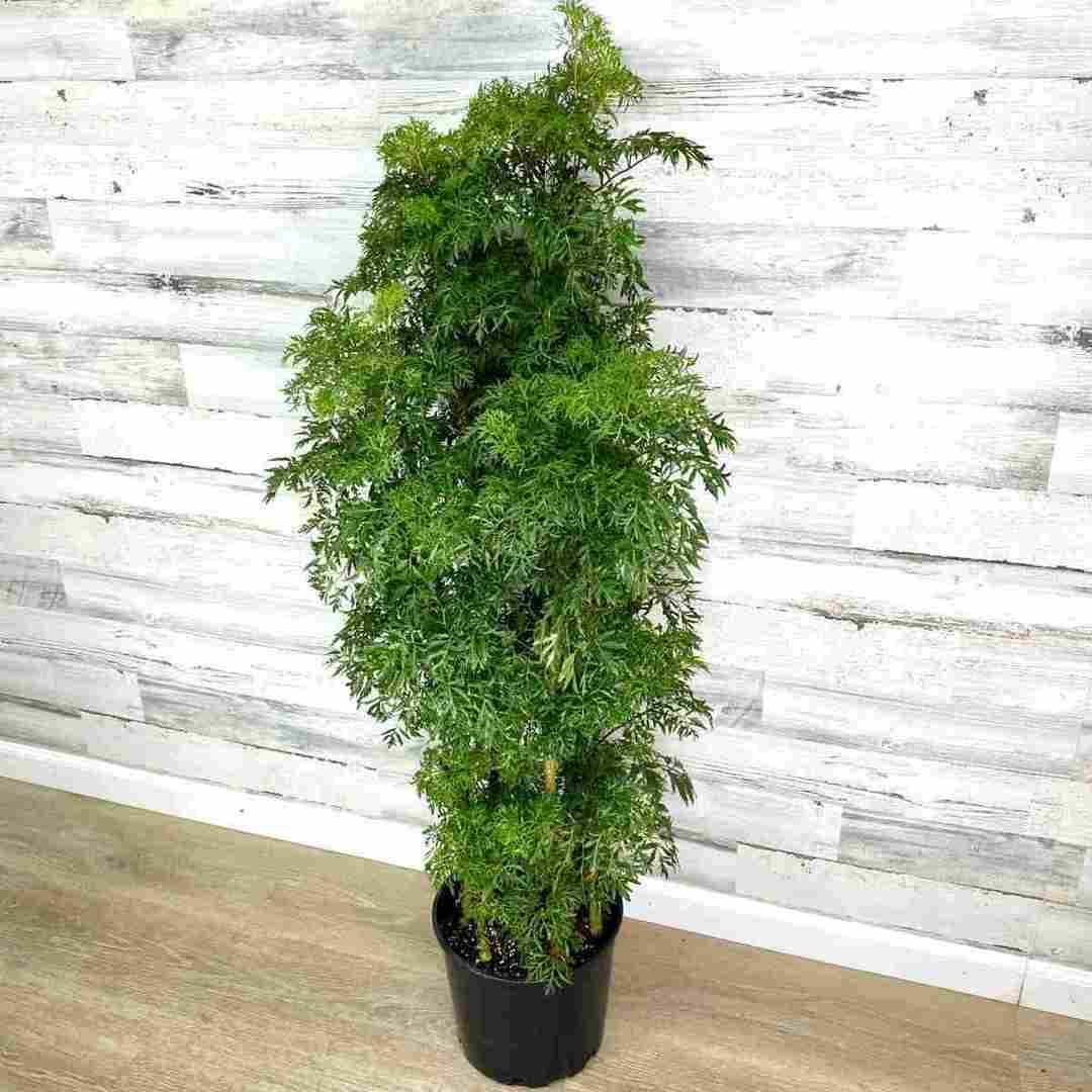 Ming Aralia light is a tall potted evergreen plant with dense, feathery green foliage sits on a wooden floor against a whitewashed, textured wall.