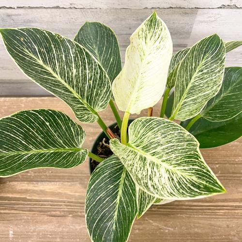 philodendron_birkin A potted philodendron birkin plant with large, elongated leaves featuring a mix of dark green and white variegation, displayed on a wooden surface against a light-colored wall.