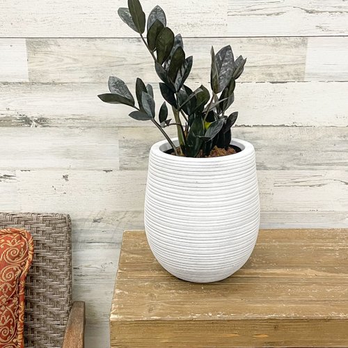 A potted ZZ Raven plant with dark green leaves in a textured white pot sits on a wooden surface next to a woven chair with a red patterned cushion, against a white wooden plank wall.