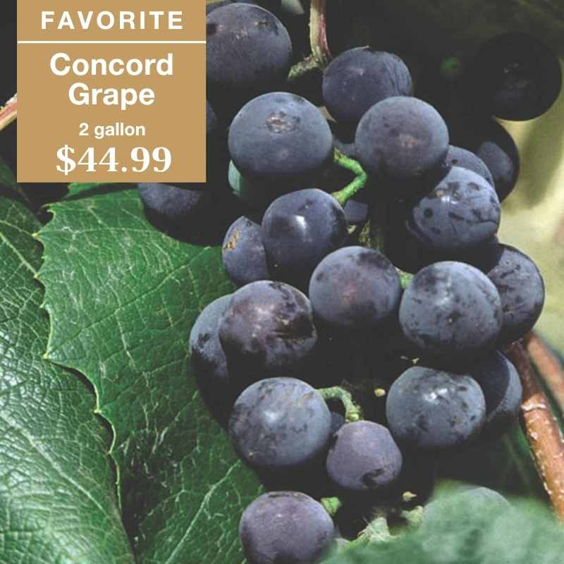 Close-up of a cluster of dark purple Concord grapes with green leaves. A label reads: FAVORITE Concord Grape 2 gallon $44.99.