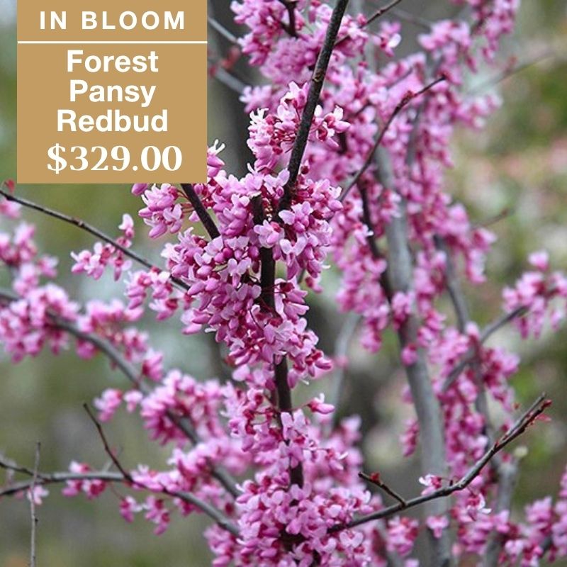 Branches of a Forest Pansy Redbud tree covered with clusters of bright pink flowers. Text overlay reads In Bloom, Forest Pansy Redbud, $329.00 on a tan background in the top left corner.