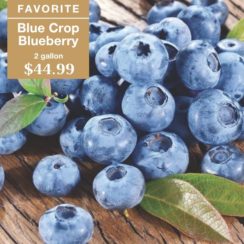 A close-up of fresh blueberries with green leaves. A label in the top left corner reads FAVORITE Blue Crop Blueberry, 2 gallon, $44.99.