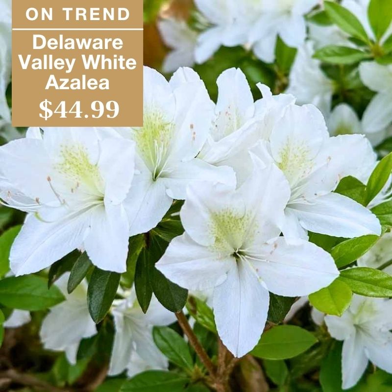 White Delaware Valley Azalea flowers in bloom with green leaves. A tan label reads “ON TREND Delaware Valley White Azalea $44.99” in white text.