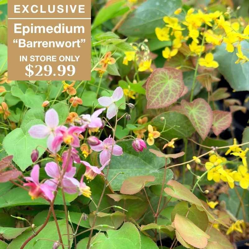 Colorful Epimedium Barrenwort flowers, with pink and yellow blooms and green leaves, are shown in a garden. A beige label advertises them as exclusive and priced at $29.99 in store only.