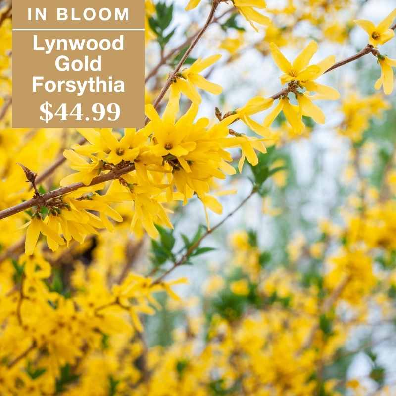 Close-up of bright yellow Lynwood Gold Forsythia flowers in bloom with green leaves. Text overlay reads: “IN BLOOM Lynwood Gold Forsythia $44.99.”.