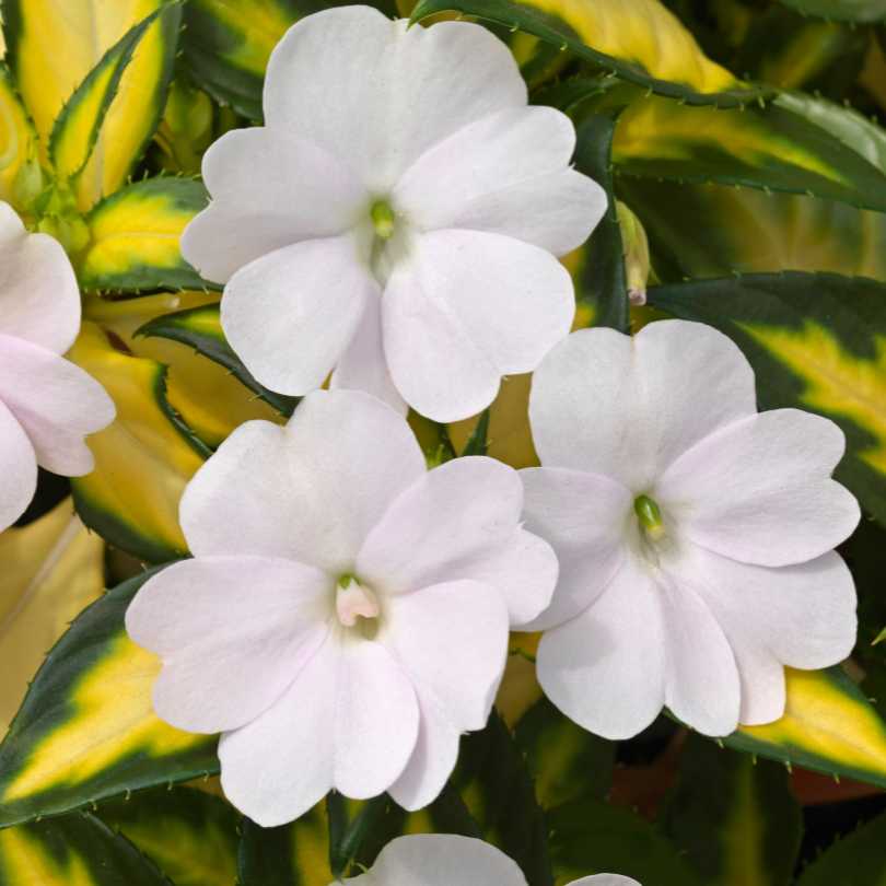 Cluster of pale pink impatiens flowers with five petals each, surrounded by green leaves with yellow variegation.