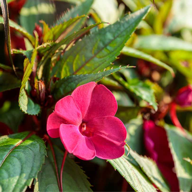 A close-up of a bright pink flower with five petals, surrounded by green, lance-shaped leaves and blurred foliage in the background. Sunlight highlights the flower and some of the leaves.