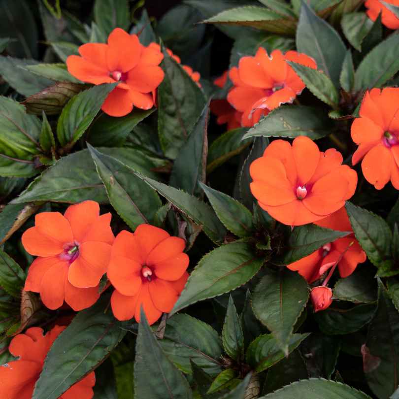 Several bright orange impatiens flowers with five petals each bloom among dark green, lance-shaped leaves. The flowers have a small, pale center and are clustered closely together in the foliage.