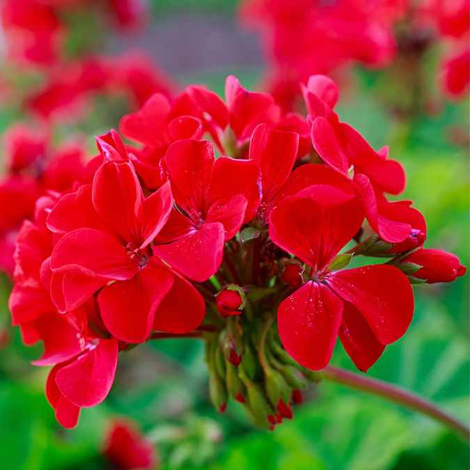 A close-up of a vibrant cluster of red geranium flowers with green leaves and blurred red blooms in the background.