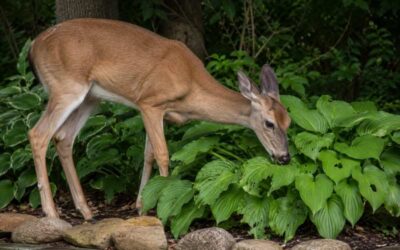 Best Deer-Resistant Plants for Long Island Gardens
