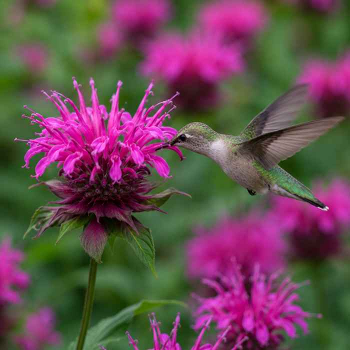 A green hummingbird hovers in mid-air, feeding from a vibrant pink flower with spiky petals, surrounded by blurred pink blooms and green foliage in the background.