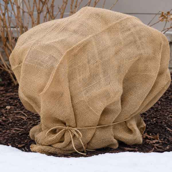 A shrub in a garden is covered with a burlap sack, tied at the bottom with string, surrounded by mulch, bare branches, and a patch of snow in the foreground.