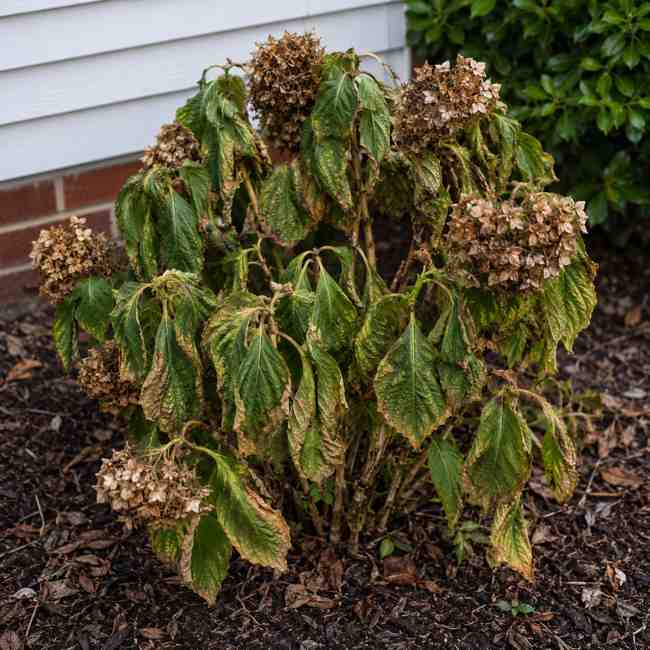 A wilted hydrangea shrub with brown, dried flowers and yellowing, drooping leaves grows in a mulched garden bed near a white house and a green bush.