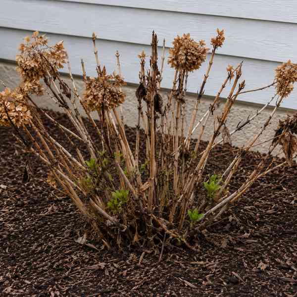A hydrangea bush with dried brown flower heads and some new green shoots growing at the base, planted in mulch near the side of a house with white siding.