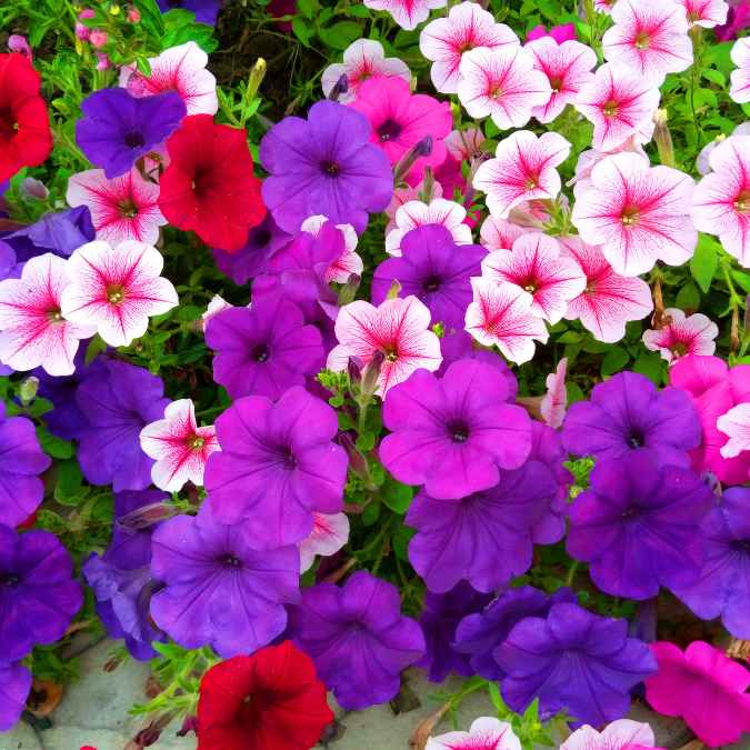 A vibrant cluster of petunias in shades of purple, pink, red, and white, with green leaves peeking through the dense, colorful flowers.