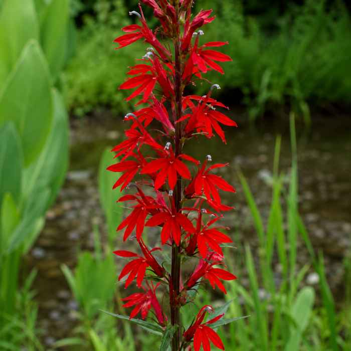 A tall, upright stem covered in bright red, star-shaped flowers stands in front of a blurred natural background with green leaves and grass.