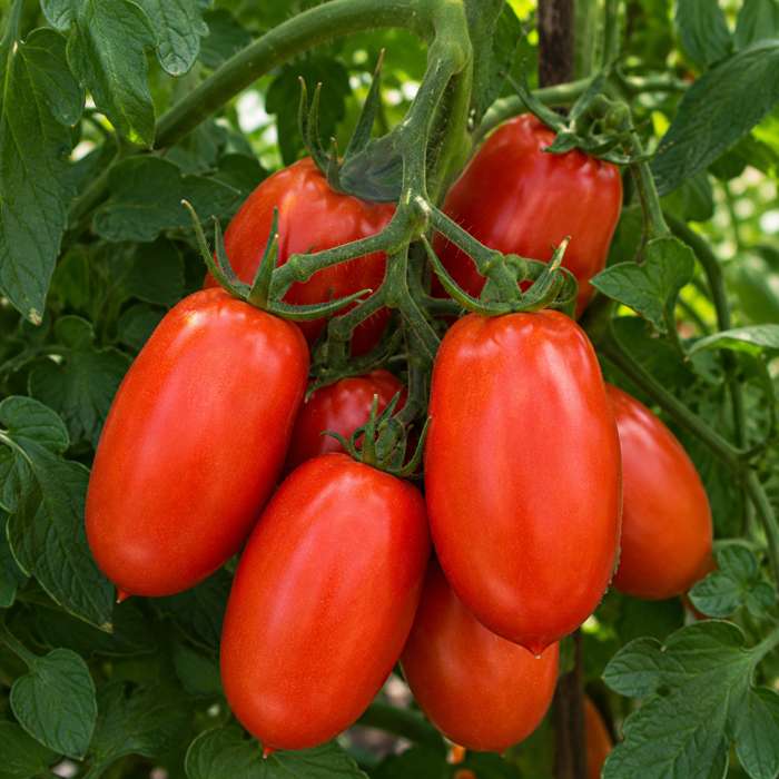 Cluster of ripe, red Roma tomatoes hanging on the vine with green leaves in the background.