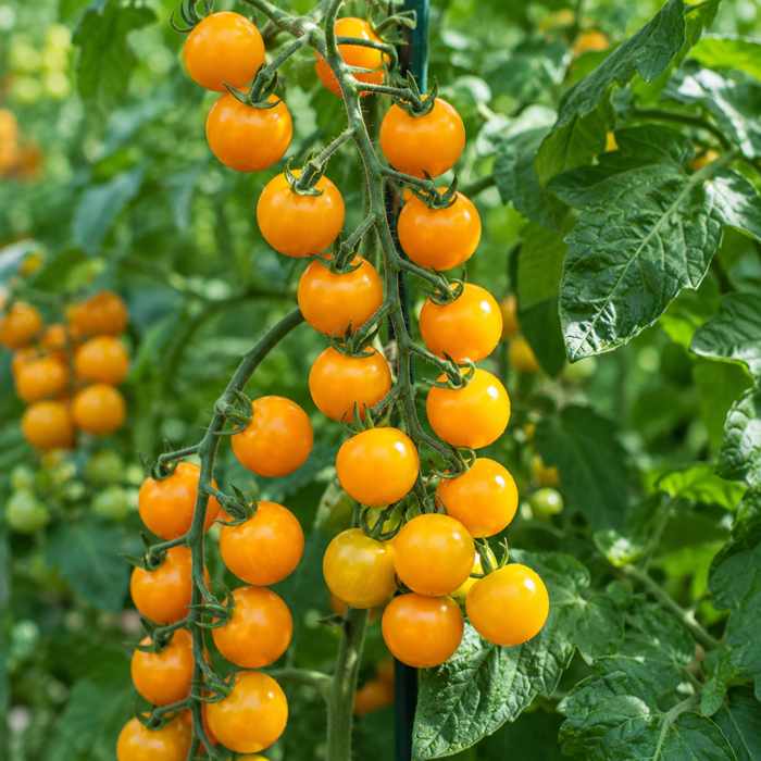 Clusters of ripe yellow cherry tomatoes hanging on a vine among green leaves in a garden.