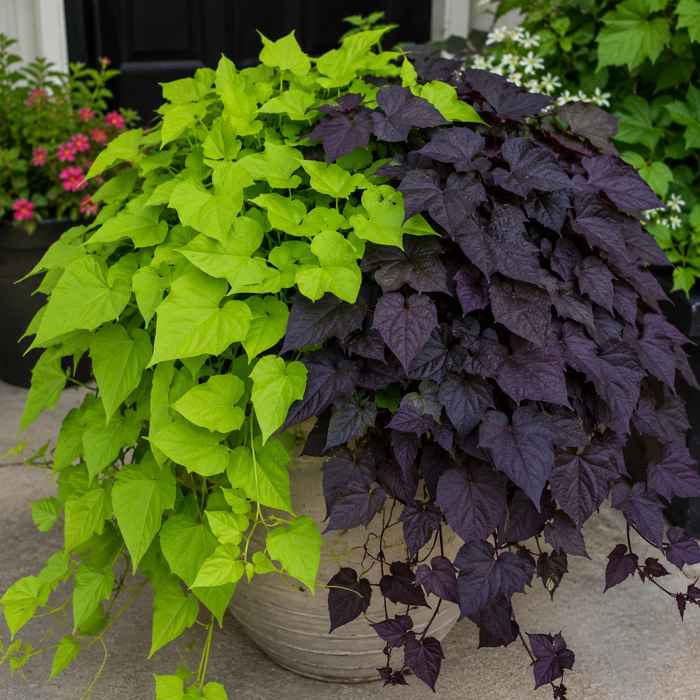 A large pot contains two varieties of sweet potato vine, one with bright lime-green leaves and the other with deep purple leaves, both cascading over the sides. Other flowering plants are visible in the background.