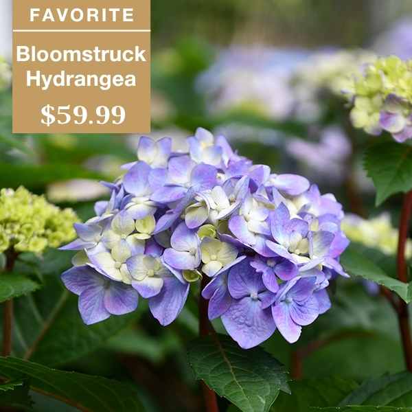 Close-up of a Bloomstruck hydrangea with purple and light yellow flowers, surrounded by green leaves. Text reads: “FAVORITE Bloomstruck Hydrangea $59.99.”.
