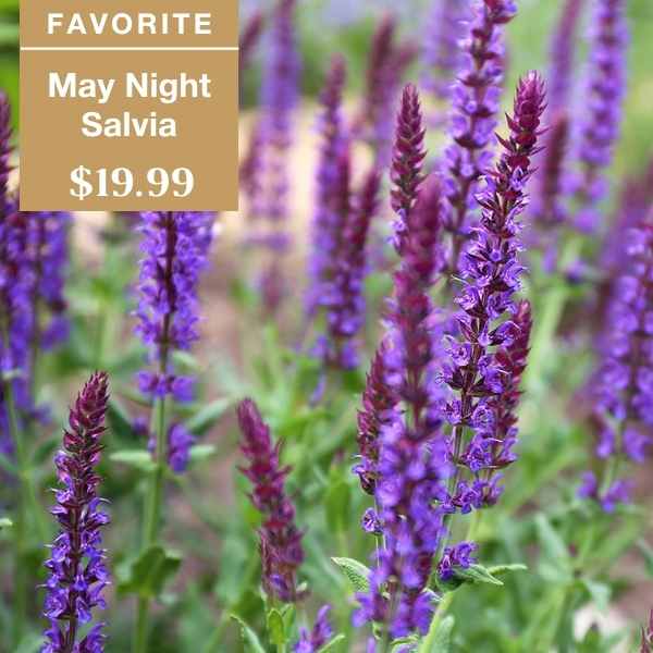 Purple May Night Salvia flowers blooming in a garden, with a tan label in the corner reading FAVORITE May Night Salvia $19.99.