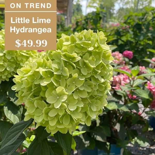 Close-up of a green Little Lime Hydrangea flower in a garden center, with a sign overlay that reads ON TREND Little Lime Hydrangea $49.99. Pink hydrangeas and greenery are visible in the background.