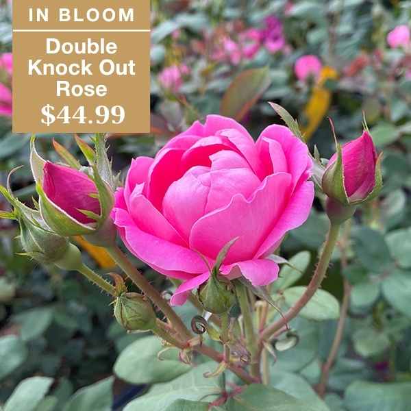 A vibrant pink Double Knock Out Rose in bloom surrounded by green leaves and rosebuds, with a sign displaying IN BLOOM Double Knock Out Rose $44.99.