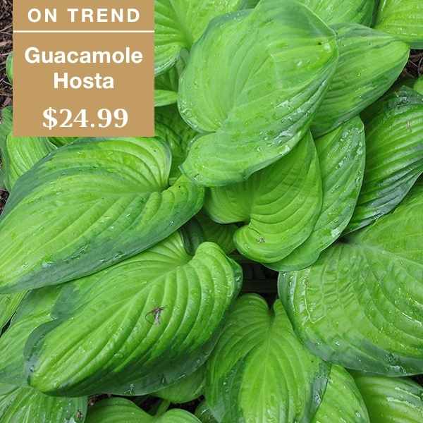 Large, vibrant green hosta leaves with water droplets. Overlay text reads: ON TREND Guacamole Hosta $24.99.