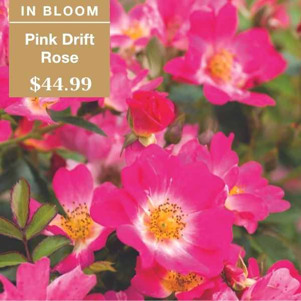 Bright pink drift roses in full bloom with yellow centers fill the image. A label in the corner reads: In Bloom, Pink Drift Rose, $44.99. Lush green leaves surround the flowers.